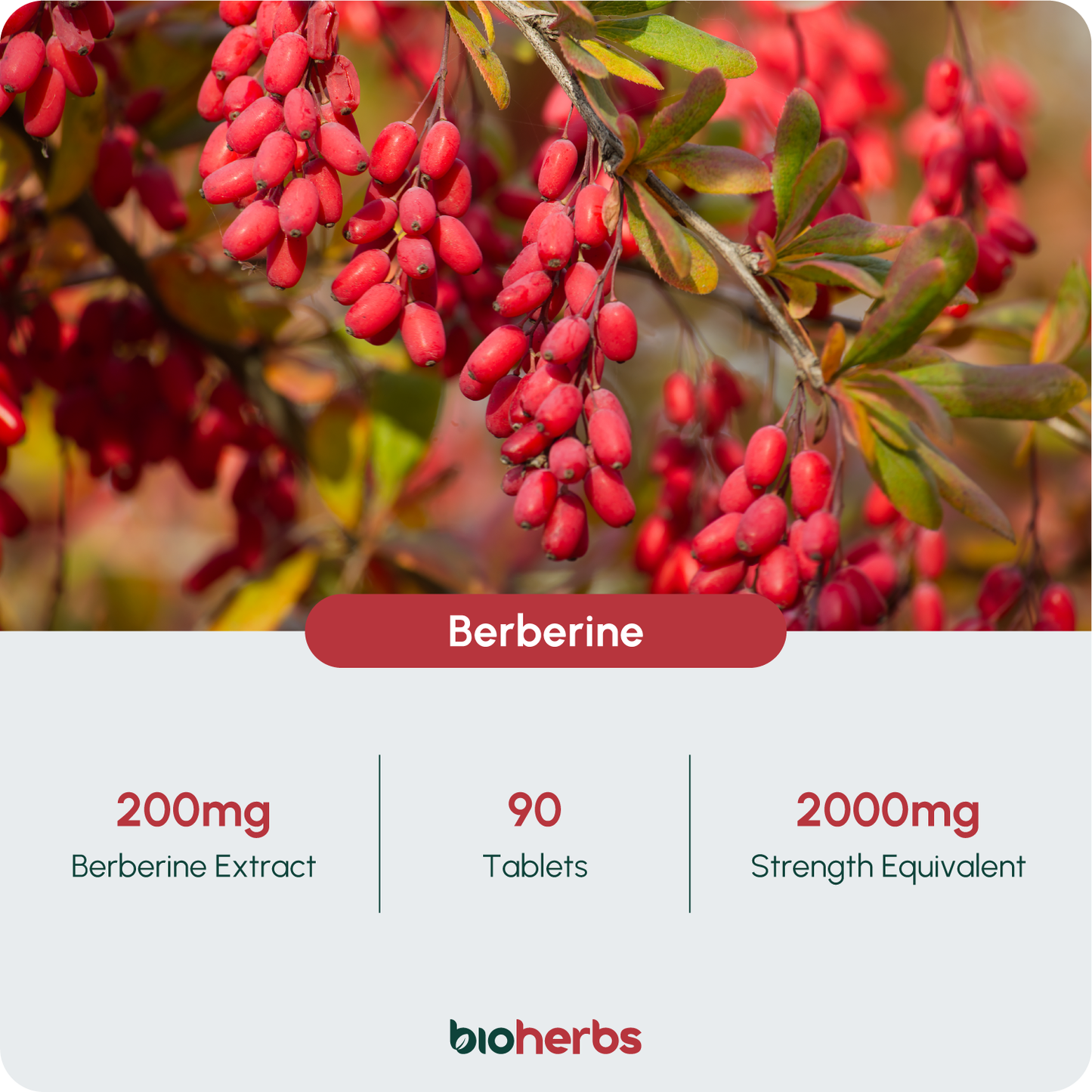 BioHerbs Berberine HCL Supplement High Strength - 99% HCL | 90 One-Per-Day Capsules (3-Month Supply)