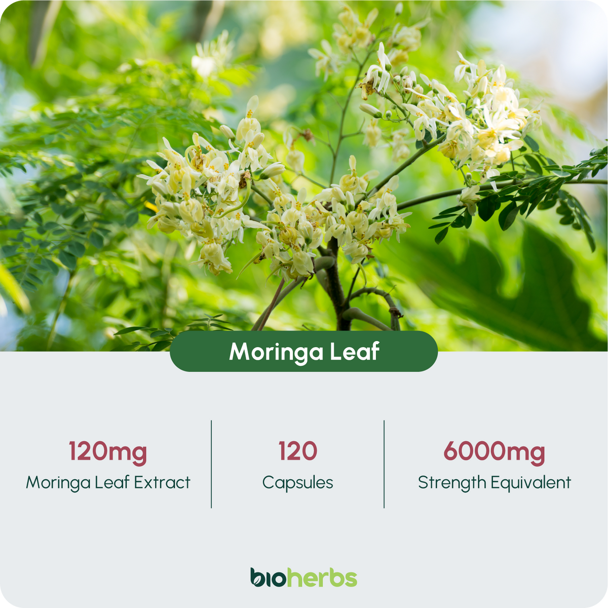 Moringa Capsules 6000mg – High Strength Moringa Leaf | 120 Vegan Capsules