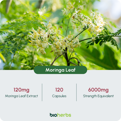 Moringa Capsules 6000mg – High Strength Moringa Leaf | 120 Vegan Capsules