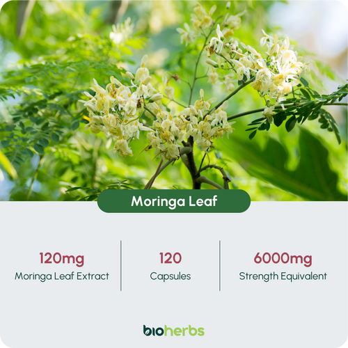 Moringa Capsules 6000mg – High Strength Moringa Leaf | 120 Vegan Capsules