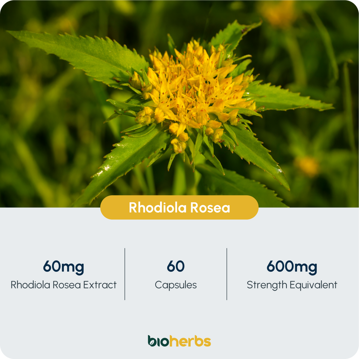 Rhodiola Rosea Capsules High Strength - 600mg 3% Rosavins 1% Salidroside by BioHerbs | 60 One-Per Day Capsules (2-Month Supply)