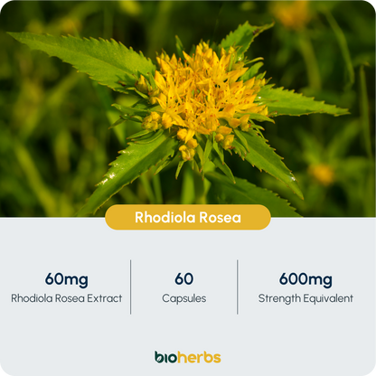 Rhodiola Rosea Capsules High Strength - 600mg 3% Rosavins 1% Salidroside by BioHerbs | 60 One-Per Day Capsules (2-Month Supply)
