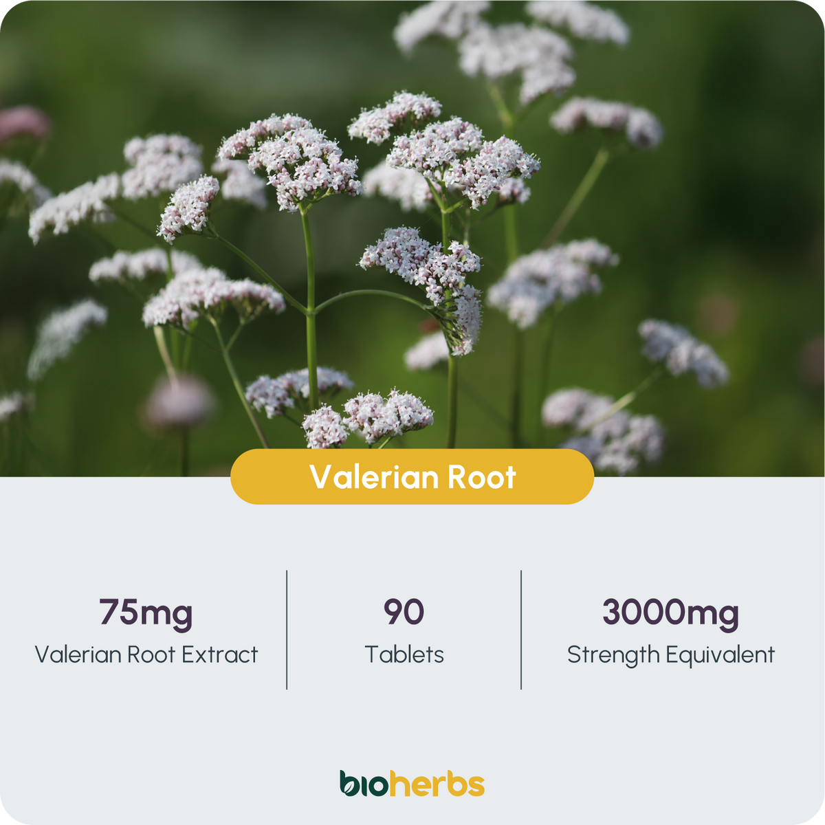 Valerian Root Tablets 3000mg – High Strength | 90 Tablets